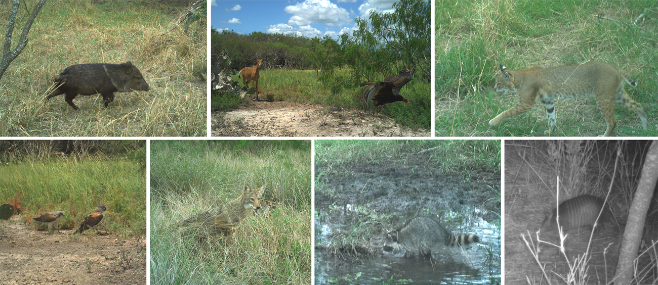 A collage of camera trap photos. A collared peccary, white-tailed deer, turkey vulture, bobcat, white-tailed hawk, coyote, raccoon, and nine-banded armadillo.
