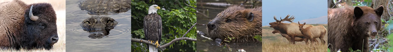 A collage of iconic species, including a bison, alligator, eagle, beaver, elk, and bear.