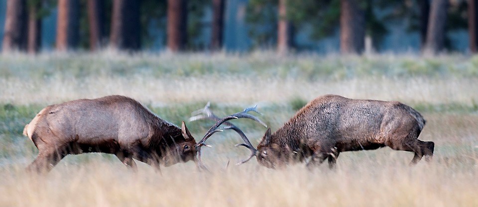 Bull elk sparring