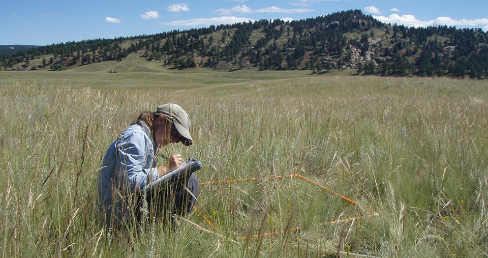 a field technician seated next to a square plot frame takes notes in a grassy field with sparse forest in the background