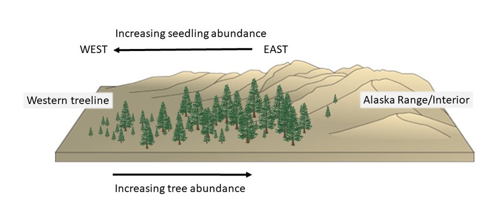 A conceptual drawing of how spruce forests are changing.