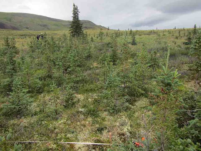 A white spruce stand with lots of young trees.