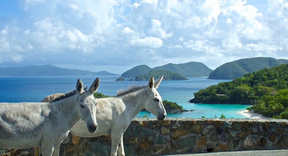 Two donkeys standing next to a stone wall with the ocean and green hills in the background