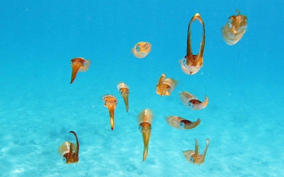 Orange squid swimming under water