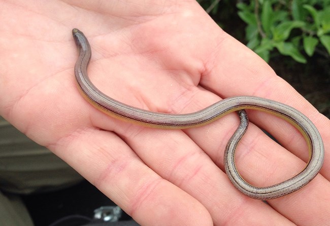 Legless lizard in the palm of a hand