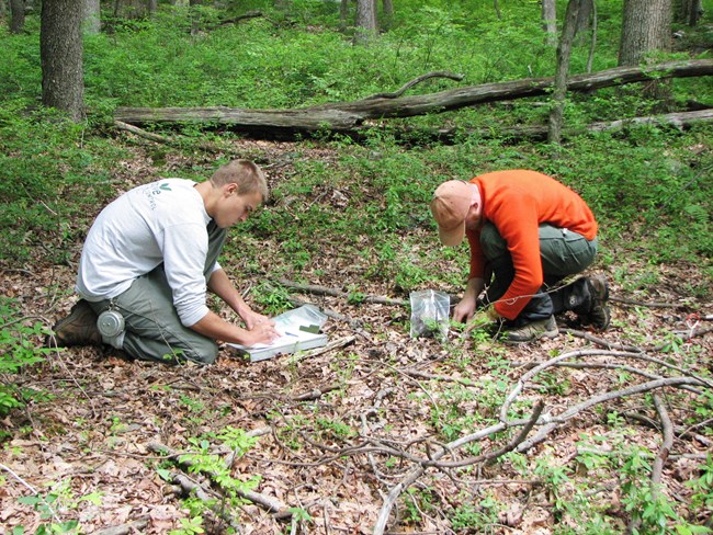 Two people are crouched in a forest. One is writing on a clipboard while the other looks at the forest floor.