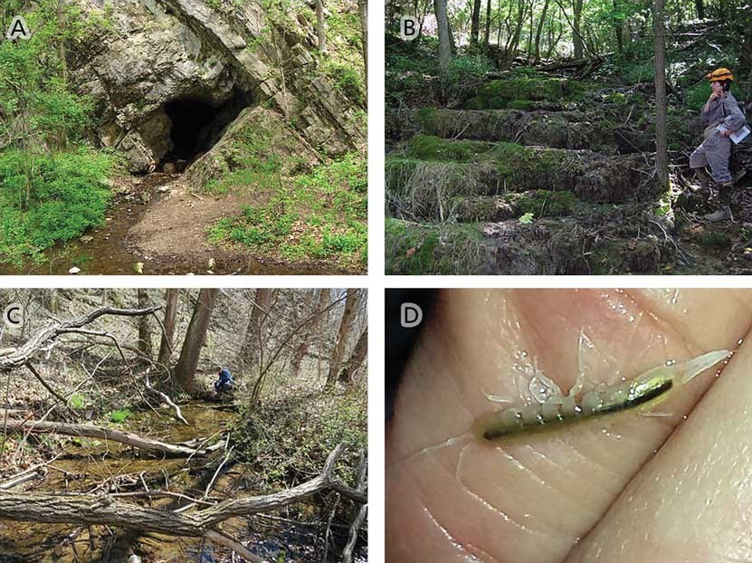 Examples of karst features and an aquatic invertebrate, see caption for details