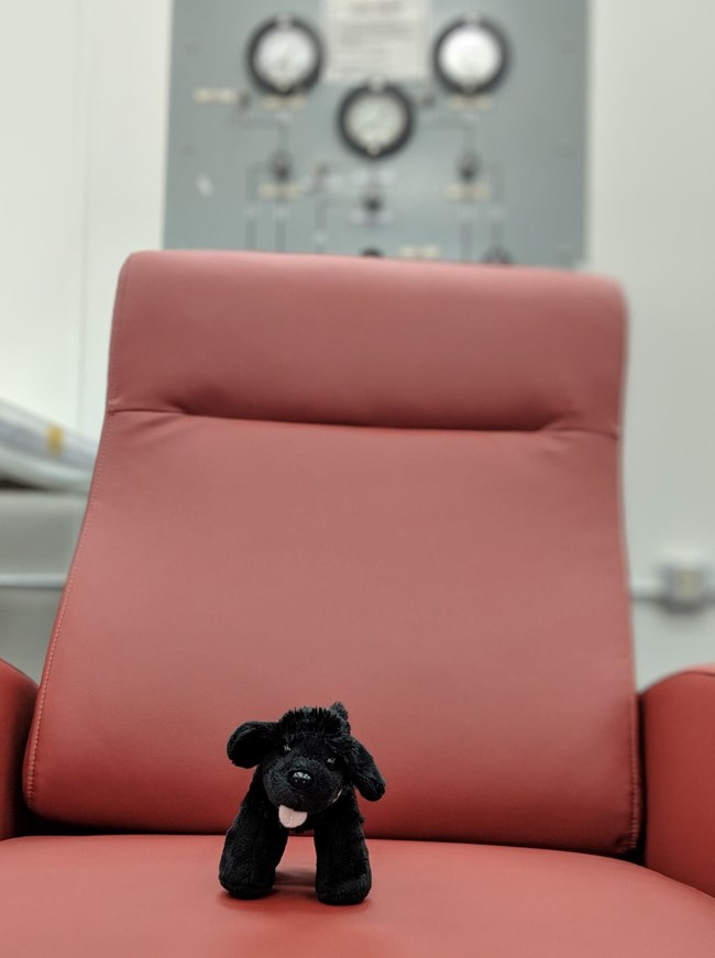 Toy dog on chair