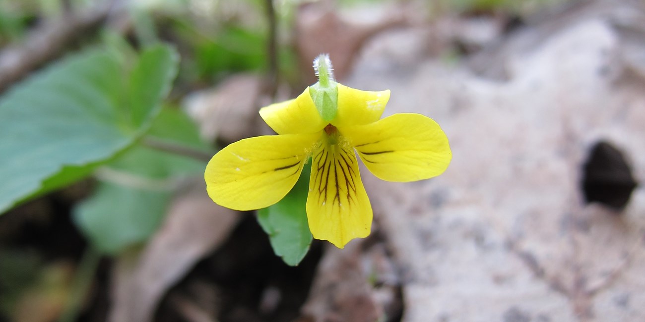 Closeup of a downy yellow violet flower.