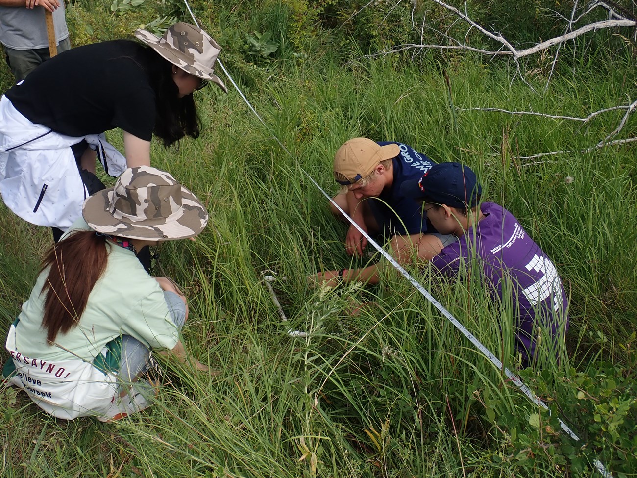 College students work to identify foliage for a plant survey.