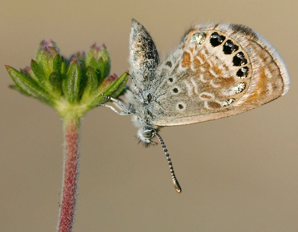 Western pygmy blue butterfly Small butterfly perched on a plant
