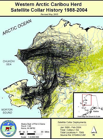 Western Arctic Caribou Herd Satellite Collar History 1988-2004 Northwest map of Alaska depicting massive migration movement of caribou in the Seward Peninsula area.