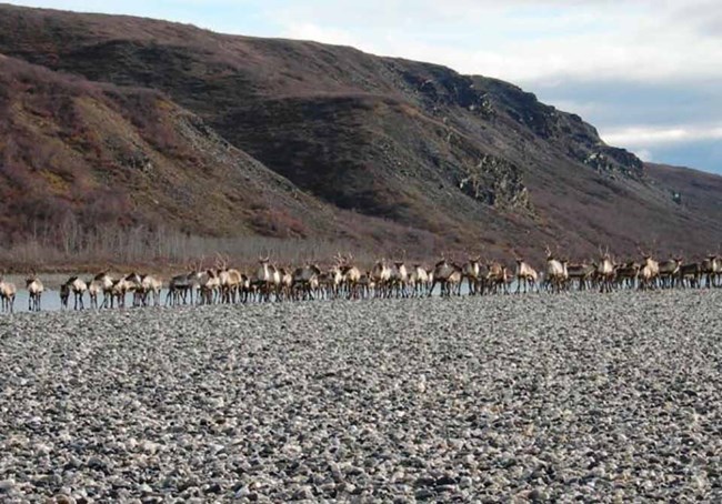 The Western Arctic Caribou Herd move along the Kobuk River.