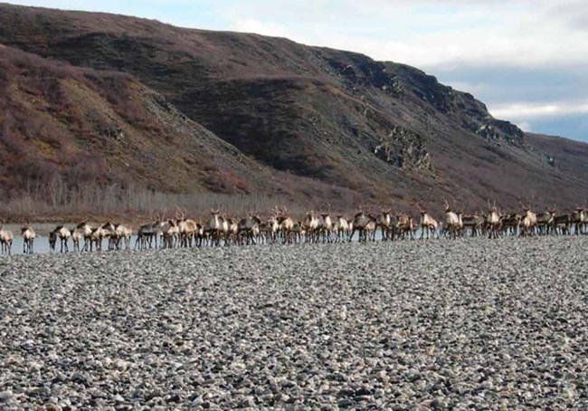 WACHNPS-web The Western Arctic Caribou Herd move along the Kobuk River.
