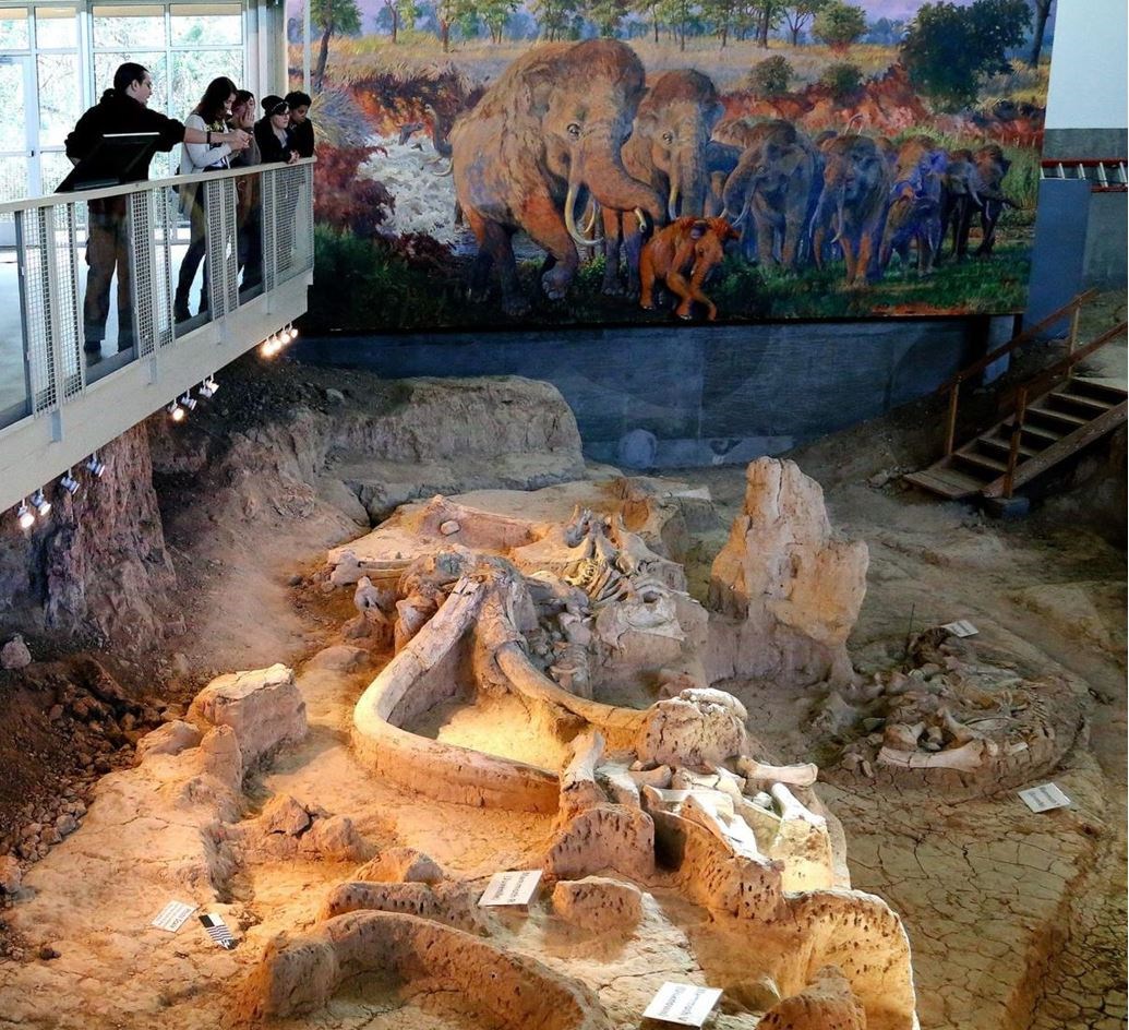 Visitors stand on a boardwalk over large fossilized tusks and mammal skulls next to a painting of prehistoric mammoths