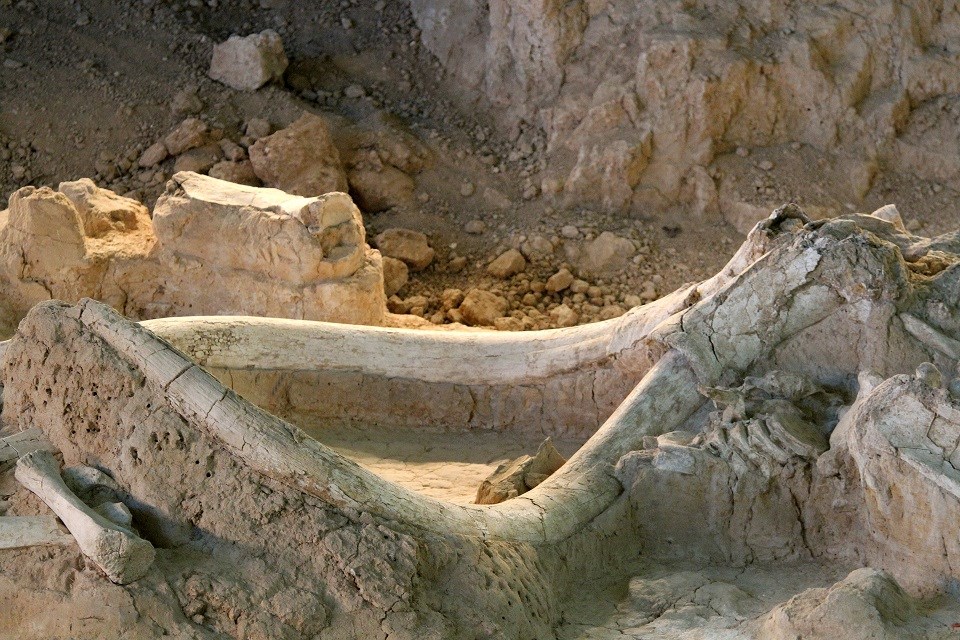 Fossilized mammoth skull