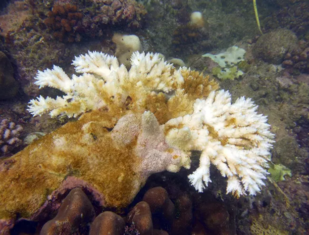 Brown coral species faded into white from bleaching.