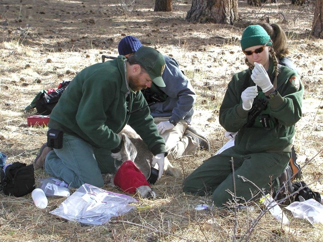 NPS staff perform testing on a mule deer for research