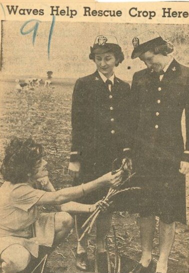 WAVES working at Prosperity Farms newspaper image of two women in uniform in a field standing of a squatting woman picking food