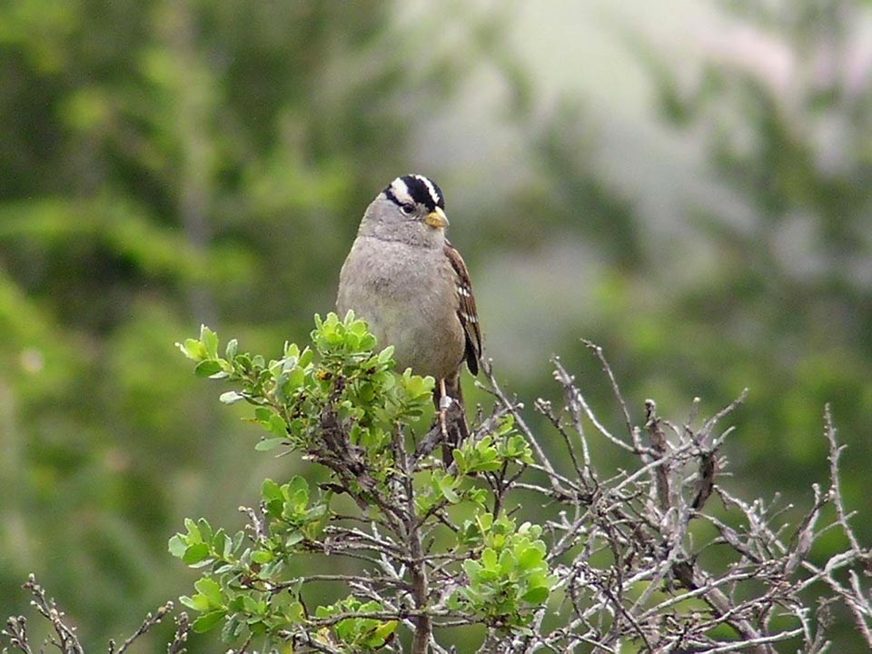 White-crowned sparrow perched atop a shrub