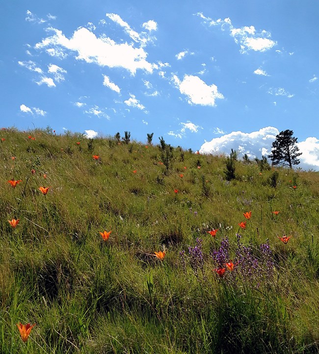 view up a grassy slow sprinkled with wildflowers and pine seedlings and a partly cloudy blue sky