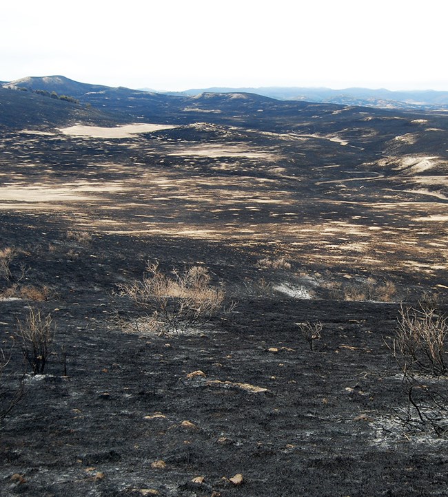charred, dead plants on a blackened landscape as far as the eye can see.