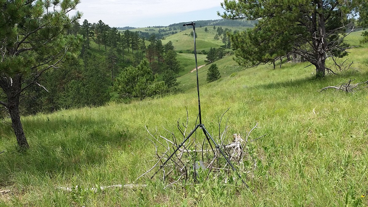 Bat acoustic recording equipment on a tall tripod in an open pine woodland on a grassy slope