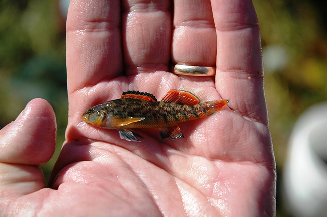 Rainbow Darter at Wilson's Creek