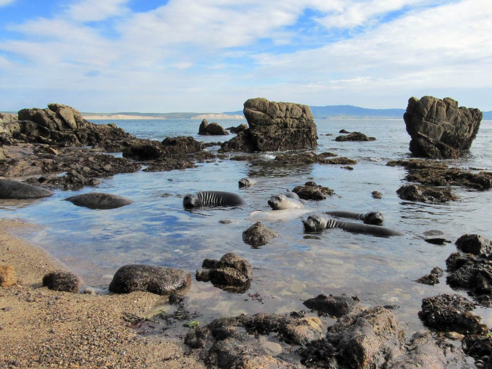 A group of weaned pups swim in a shallow tide pool, with their heads above water.