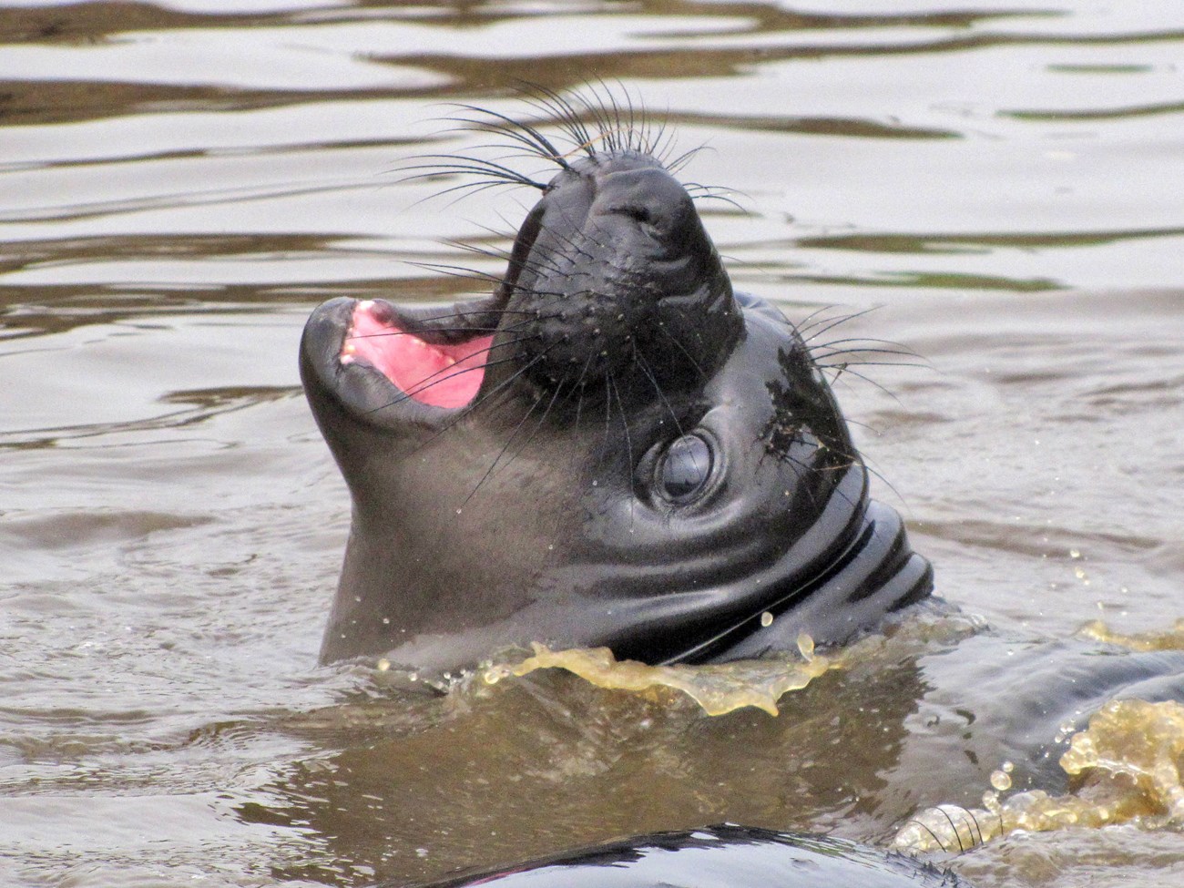 Vocalizing in the water Weaned elephant seal pup lifting its head above the water and opening its mouth to vocalize.