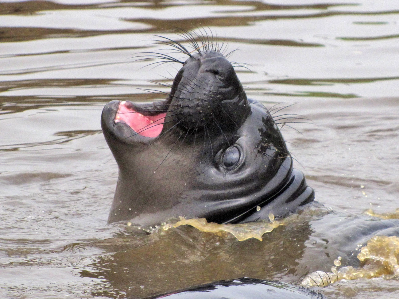 Vocalizing in the water Weaned elephant seal pup lifting its head above the water and opening its mouth to vocalize.