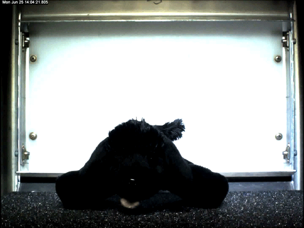 WO675030_AnimatedGif-V2-Final Toy dog in weightless chamber