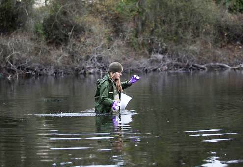 Water quality technician wades through deep stream while conducting water quality monitoring at Mountain Lake