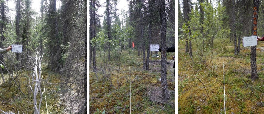 Dense black spruce and dead willow in the Wrangell St. Elias McCarthy University Subdivision fuels break were thinned and limbed in 2011 to provide a fuel break in the event of a wildfire.