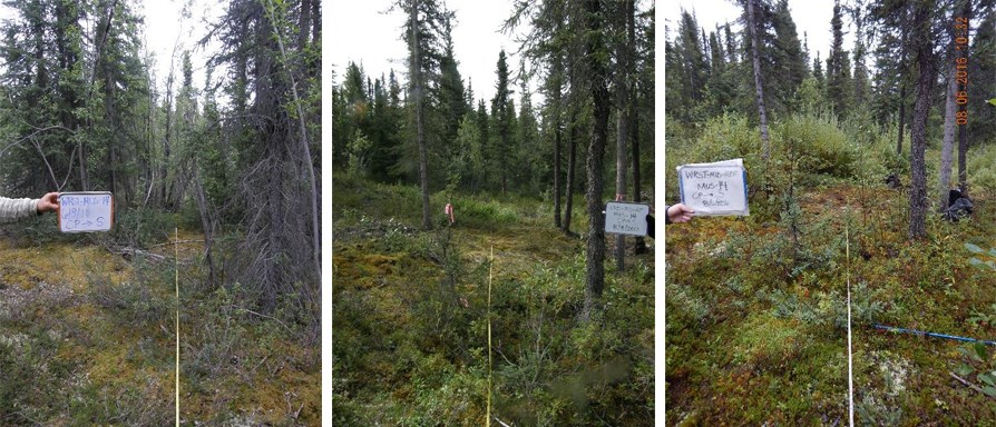 White and black spruce trees in the Wrangell St. Elias McCarthy University Subdivision site were thinned and limbed in 2011 to provide a fuel break in the event of a wildfire. The dead and dying tall willows were also cut, but have grown back in 5 years.