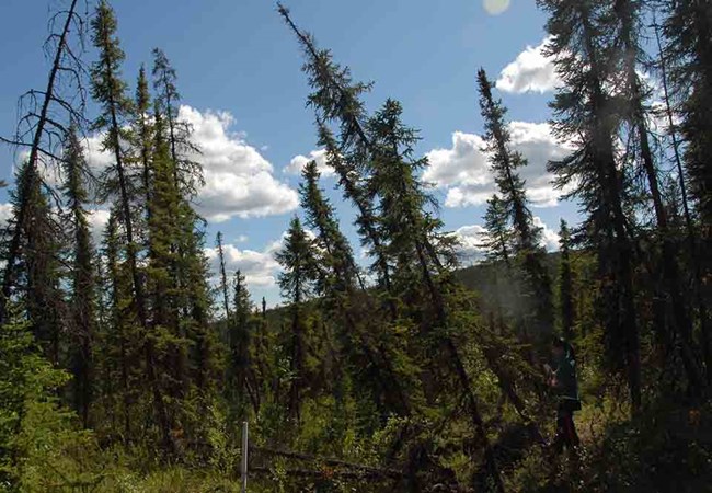 A "drunken forest" of trees leaning due to the melted permafrost under them.