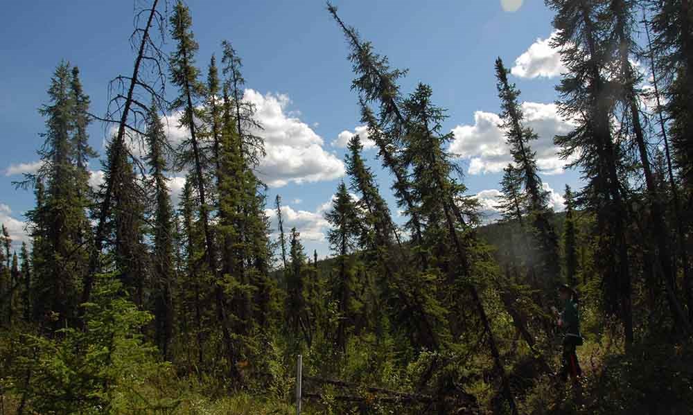 Boreal forest showing black spruce trees falling due to permafrost melt.