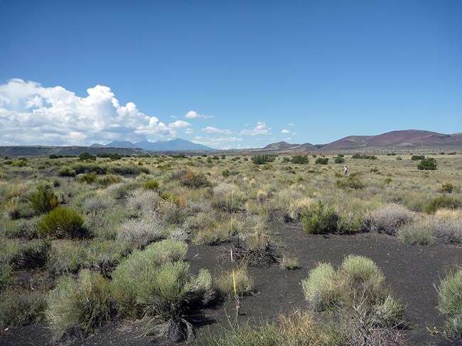 Extensive shrubland with hills and mountains in the distance.