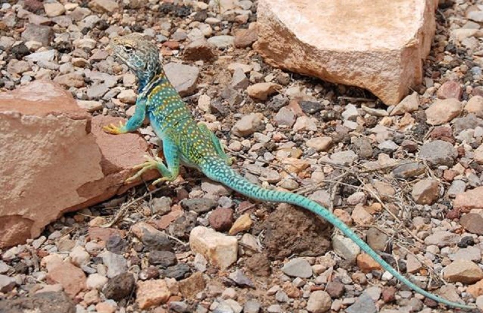 WUPA Collared Lizard Green and yellow-colored lizard