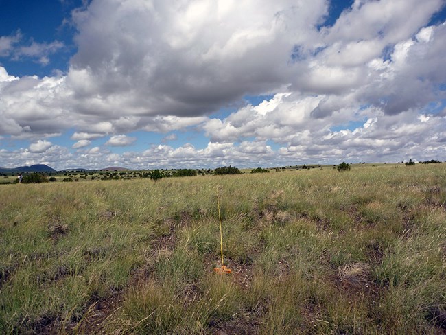 Extensive grassland under a blue sky with shrubby hills in the background.