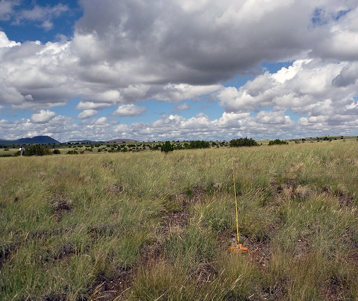 Photo of a grasslands landscape with shrubs in the background and mountains in the distance. Sky is full of fluffy clouds. Measuring tape is in the foreground.