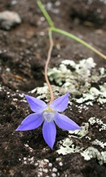 Wahlenbergia gracilis Wahlenbergia gracilis