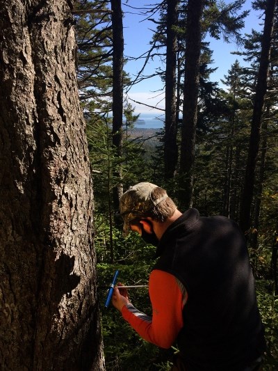 Coring man in orange shirt and brown best taking a core sample of a tree