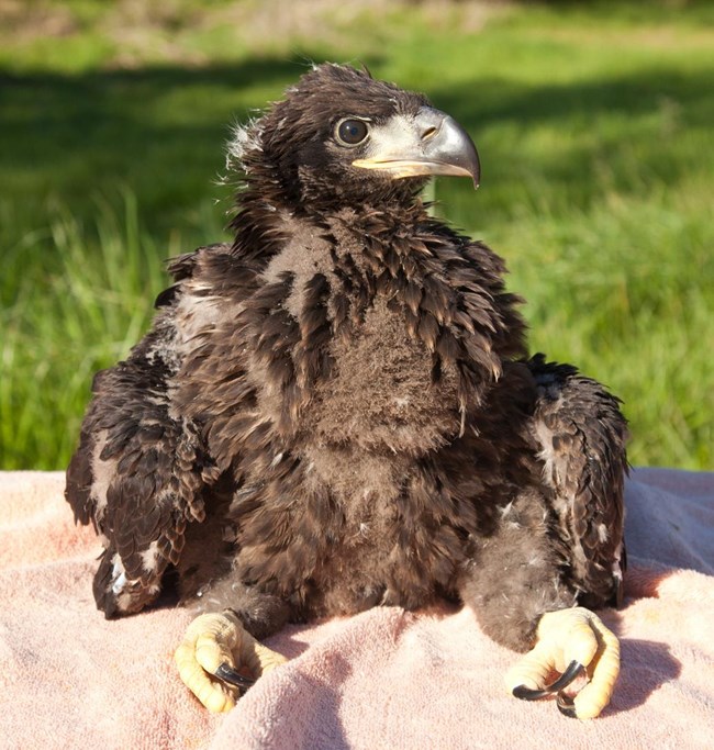 A black fluffy eaglet sits on a towel in the sun.