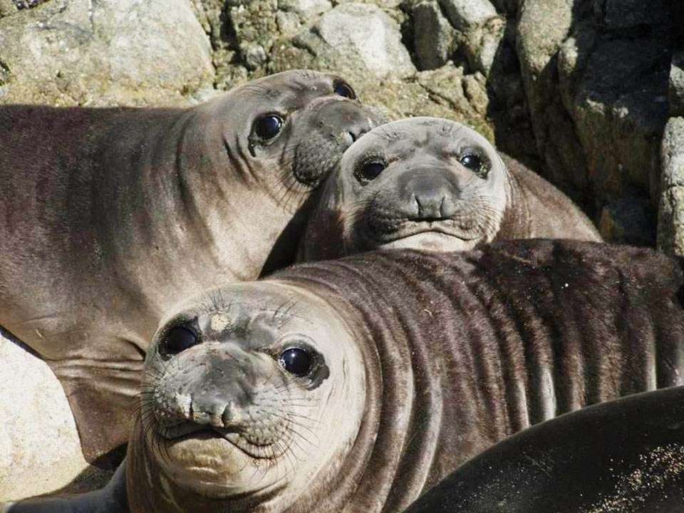 Three plump, large-eyed elephant seal pups resting their heads on each other