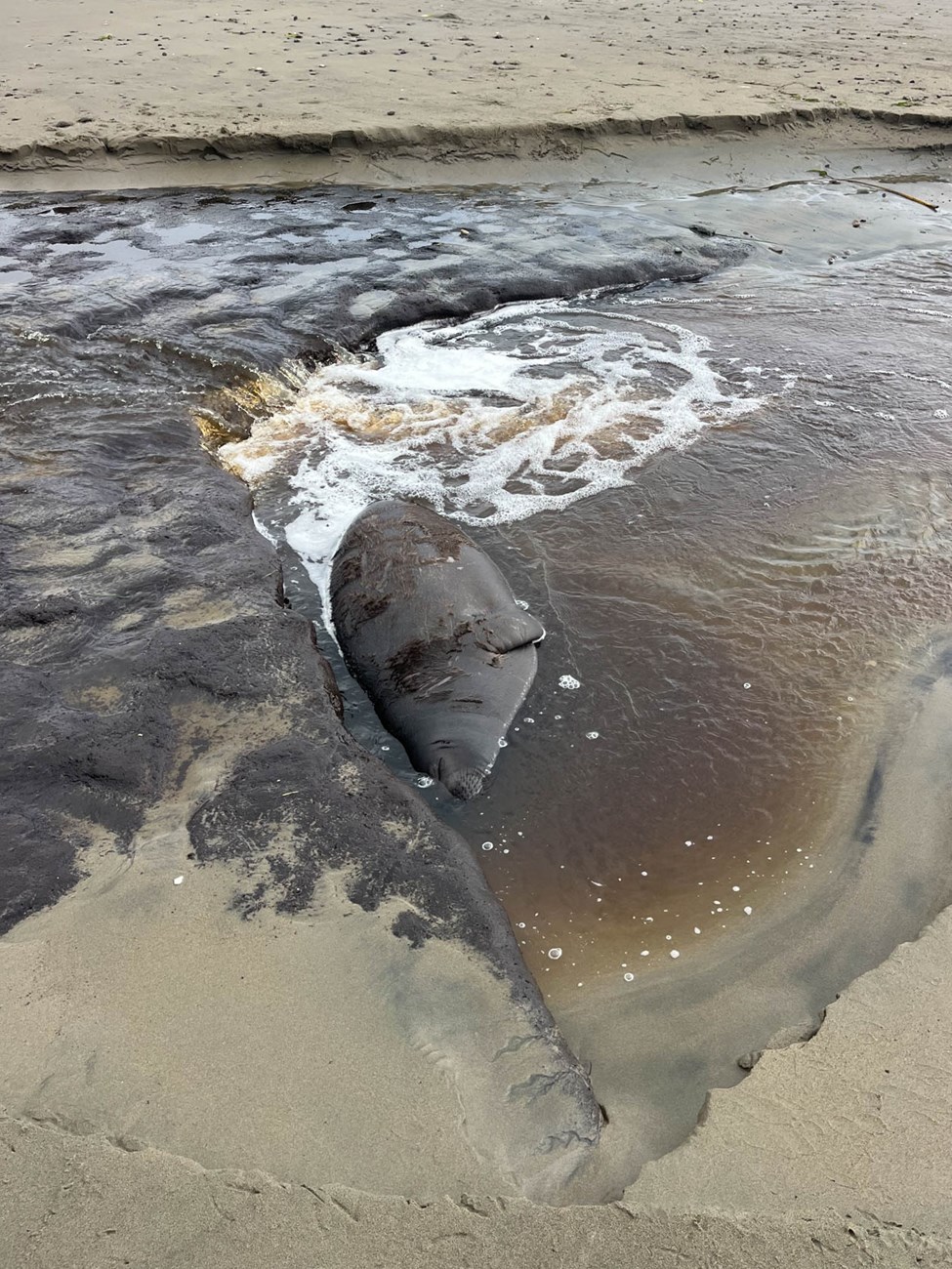A seal with a patching gray-brown coat floats in a pool of running water on the beach.