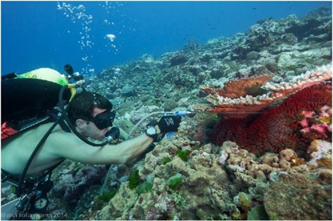 lt= scientist underwater injecting fluid into crown of thorn.