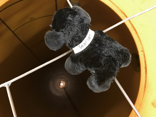 Weightless 1 toy dog looking down