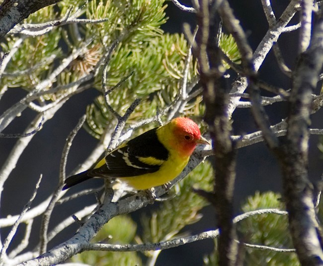 Western tanager A colorful bird with a red face, a yellow breast and neck, and mostly black wings.