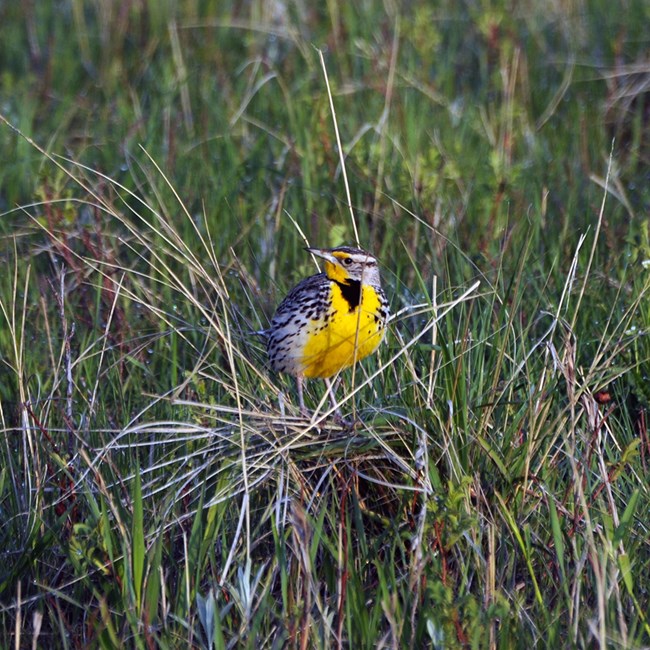 Western Meadowlark A yellow-breasted bird with black and white striped wing feathers and a black bib sitting on grass tufts.